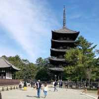 Up Close with Deer at Nara Park