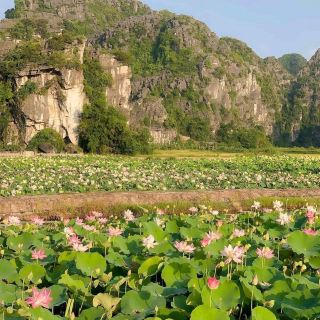 Mùa sen Ninh Bình