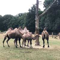 英國最具規模的野生動物公園及花園