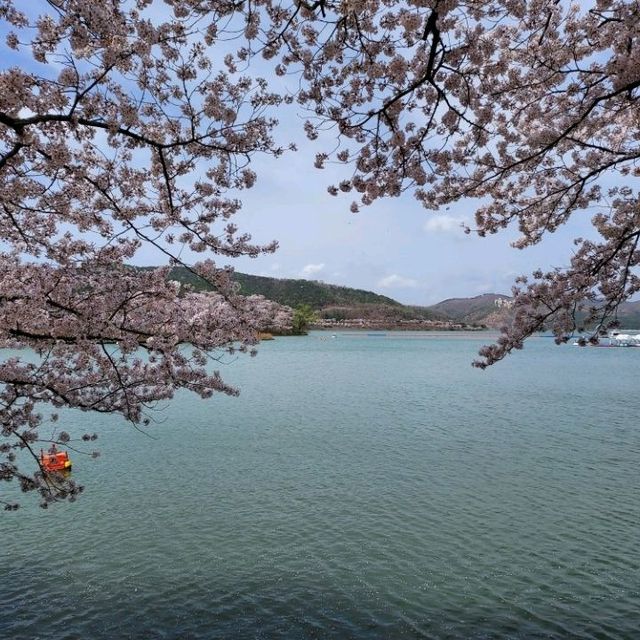 Cherry Blossoms at Bomun  Lake