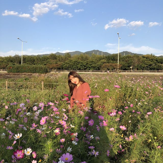 부산 코스모스 보러 가기 좋은 곳, '삼락생태공원'