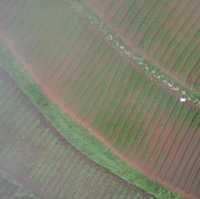 Rice Farm from Above