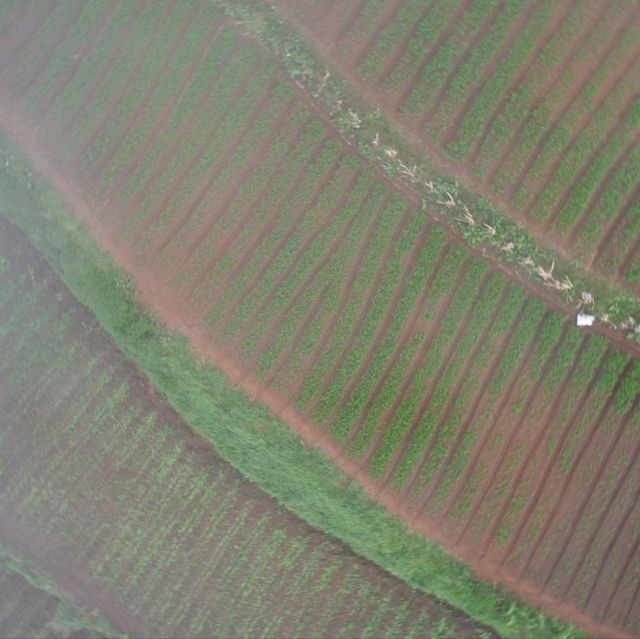 Rice Farm from Above