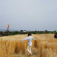 제주도 가면 가봐야 할 곳 ! 우도🏝️