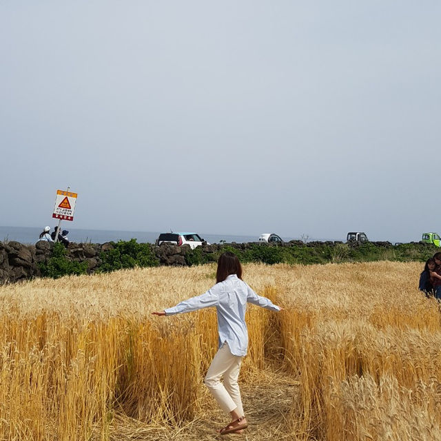 제주도 가면 가봐야 할 곳 ! 우도🏝️