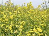 4월 제주 가파도 유채꽃밭에서!🌼