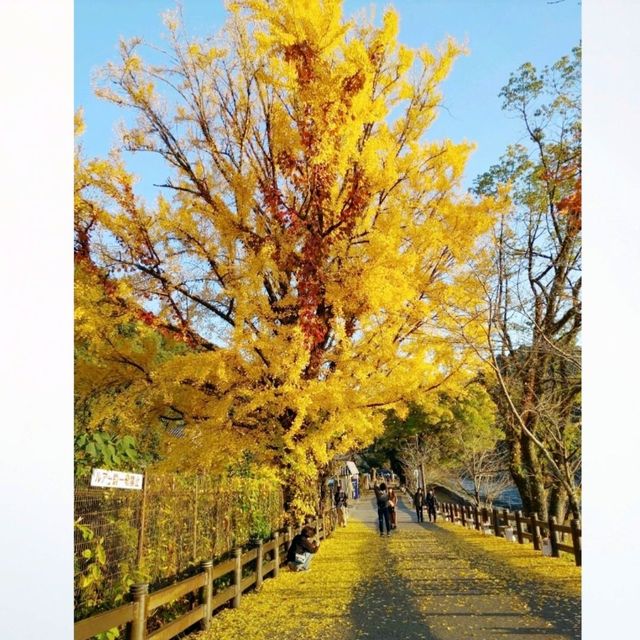 宇治神社