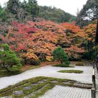 京都紅葉2022  天授庵の素晴らしいすぎる紅葉