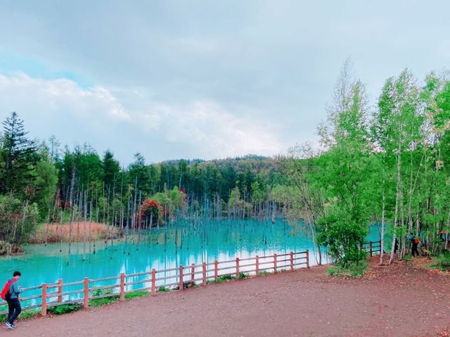 北海道美不勝收嘅青池💚💙