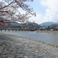 京都｜嵐山保津川櫻花
