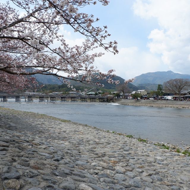 京都｜嵐山保津川櫻花