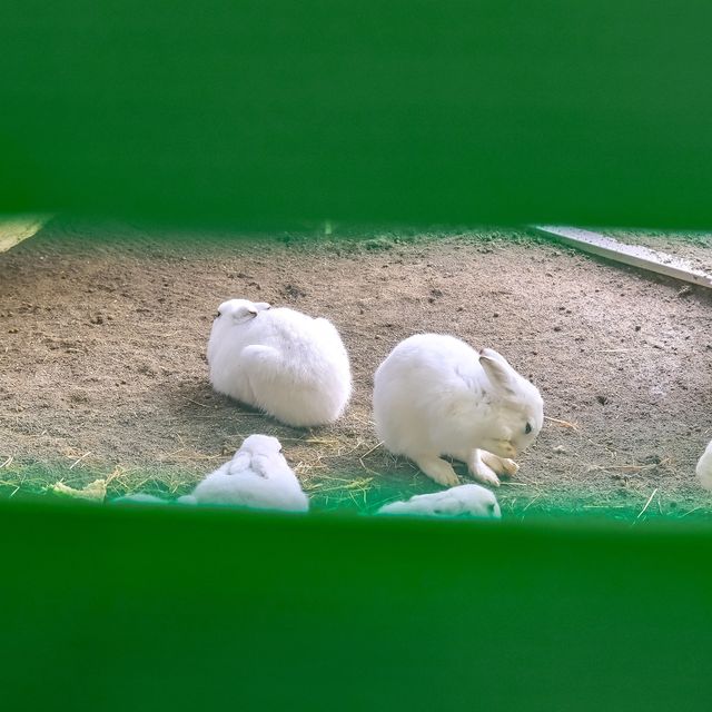 円山動物園のドサンコの森のウサギエリア