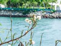 花花世界 玫瑰園