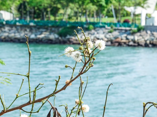 花花世界 玫瑰園
