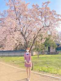 고즈넉한 창덕궁과 어우러진 꽃 🌸
