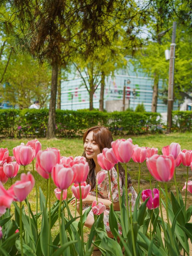 서울 겹벚꽃 포함 봄 꽃구경 명소 보라매공원 