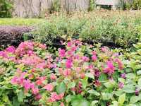 花悅滿城花卉展覽