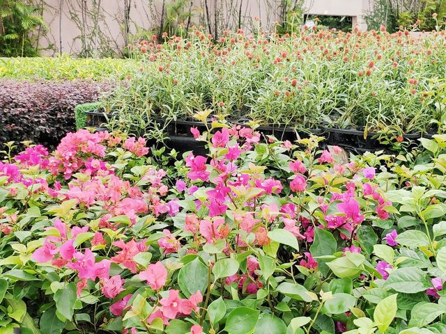 花悅滿城花卉展覽