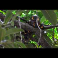 beautiful Amazon in Phang-nga
