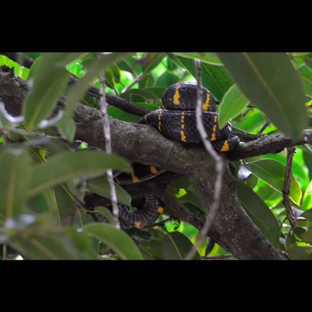 beautiful Amazon in Phang-nga