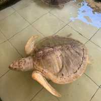 turtle park-bali