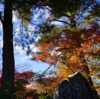 長瀞の紅葉ちょー綺麗！是非行ってみてください