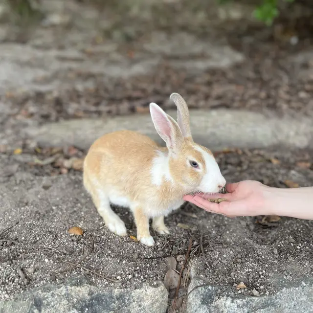 【広島】大久野島にはうさぎがいっぱい🐇🐇