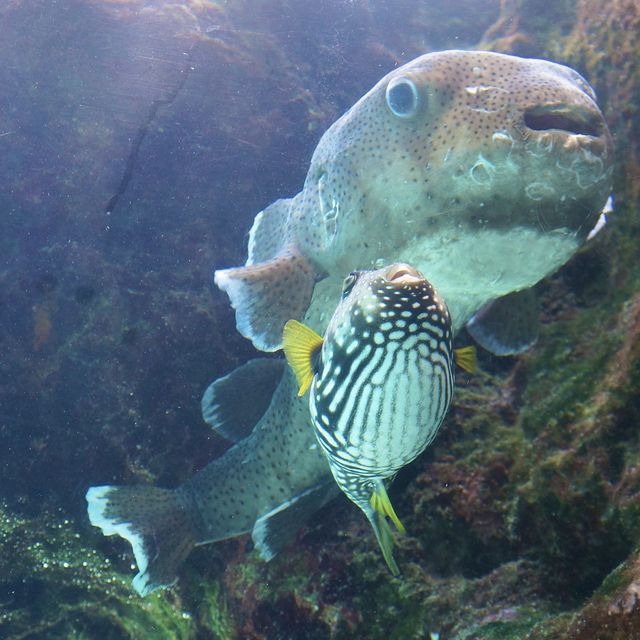 【沖繩 美麗海水族館】亞洲最大！世界第三大！