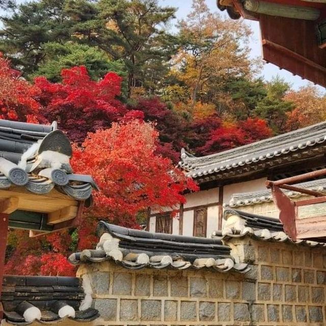 단풍나무 줄지어선 도산서원