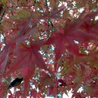 錦帯橋紅葉谷公園

