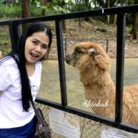 ให้อาหารสัตว์ ที่ Bonanza Exotic Park เขาใหญ่