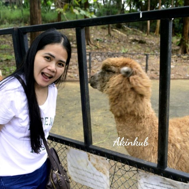 ให้อาหารสัตว์ ที่ Bonanza Exotic Park เขาใหญ่