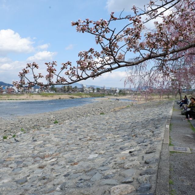 京都｜嵐山保津川櫻花