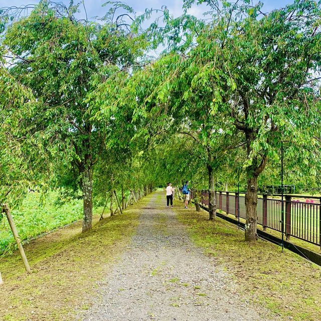 【山梨】山中湖 花の都公園