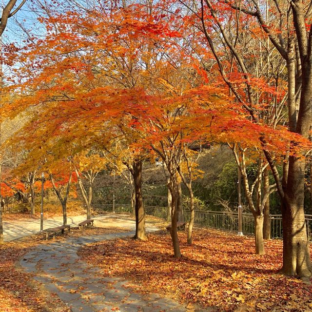[🇰🇷, 대구] 울긋불긋 단풍 맛집, 대구 앞산공원 🍁