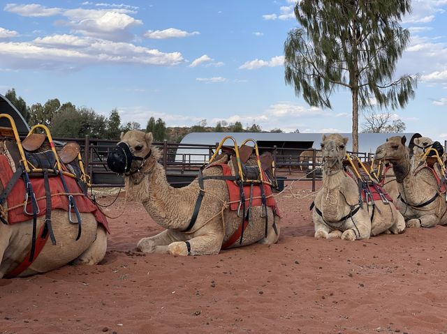 Sunset Camel Ride in Uluru ♥️