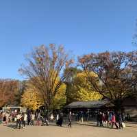 紅葉の上野公園はとても綺麗！