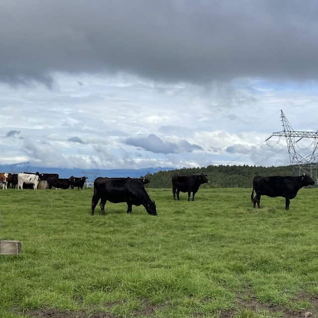 【長野県】北佐久郡立科町　牛乳専科　もうもう🥛
