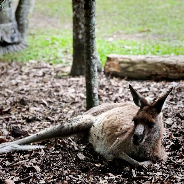 The Steve Irwin Zoo - A Great Family Time