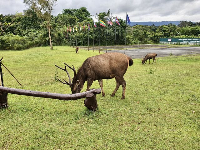 Take a Hike Up Khao Yai National Park