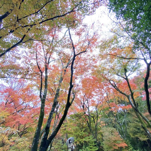 麻雀雖小但紅葉鋪天的優美寺院 - 寶筐院