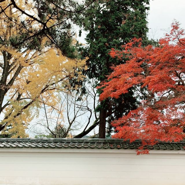 京都紅葉2022  醍醐寺の紅葉に感動