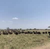 Safari Day at Serengeti
