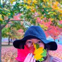 The beauty of fall in Maine, USA 2022