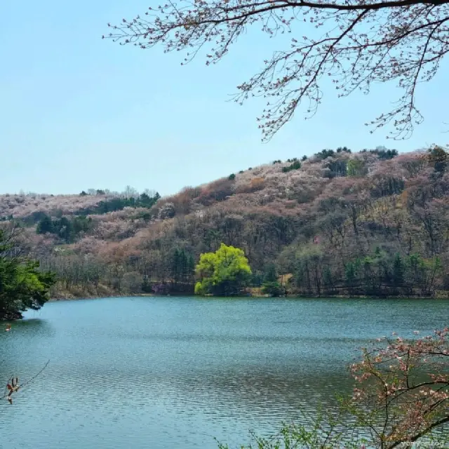 🌸경기도 벚꽃 명소_용인 호암미술관 가실벚꽃길