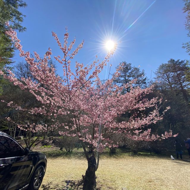 🌸櫻花盛開🌸 少女心大噴發❤️