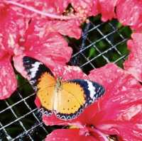 Entopia, Butterfly Farm - Penang, Malaysia 