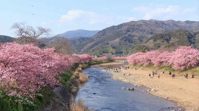 Izu Peninsula's cherry blossoms 🌸