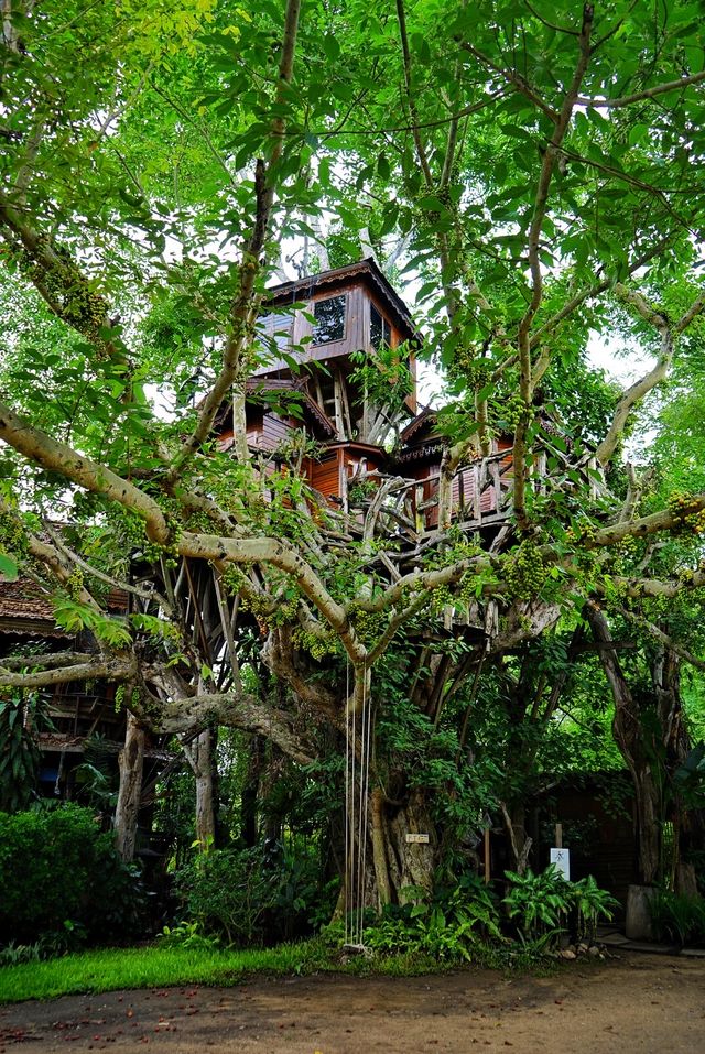 Thailand | For this big tree, I will go to Pai County again.