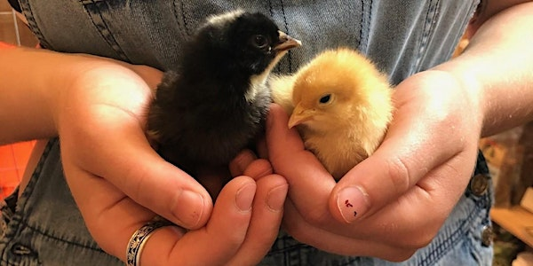 Backyard Chicken Basics Class Online -January 24 | Egg|Plant Urban Farm Supply, Co.